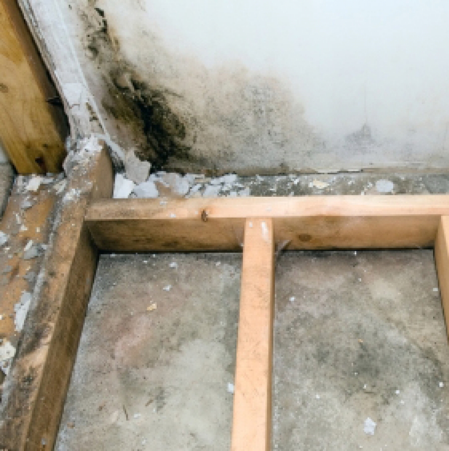 Mold Remediation